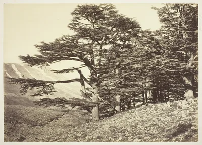 Cedars of Lebanon — Félix Bonfils