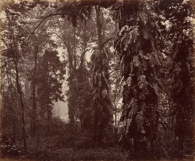 Darjeeling, India — Samuel Bourne