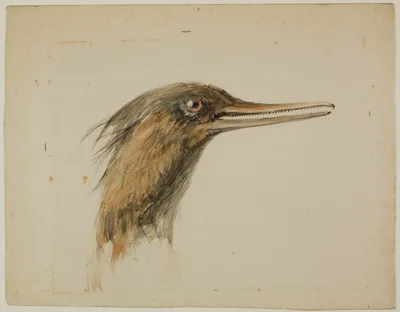 Merganser — John Ruskin
