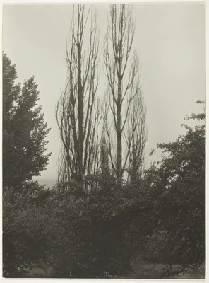 Poplars - Lake George — Alfred Stieglitz
