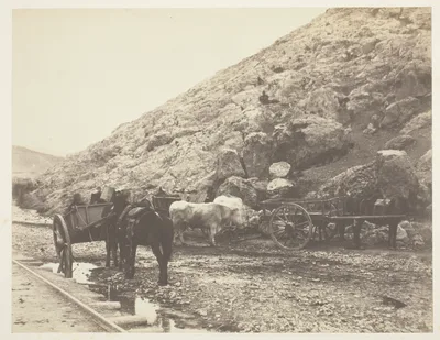 Cattle and Carts, leaving Balaklava — Roger Fenton