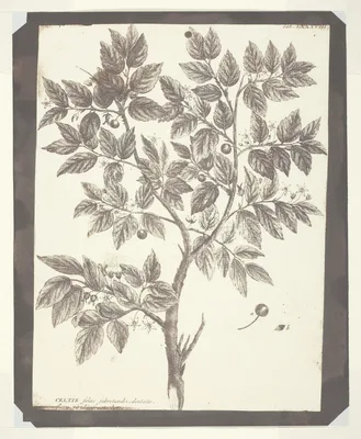 Copy of Botanical Engraving of "Celtis" — William Henry Fox Talbot