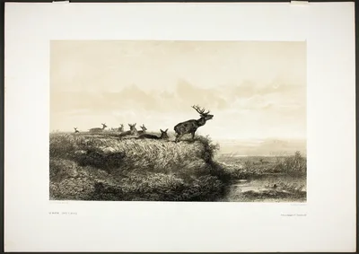 The Morning: Stags and Does — Karl Bodmer
