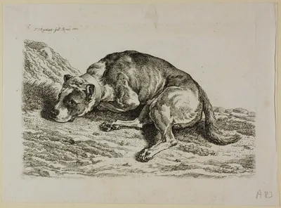 Dog Laying Down, from from Die Zweite Thierfolge — Johann Christian Reinhart