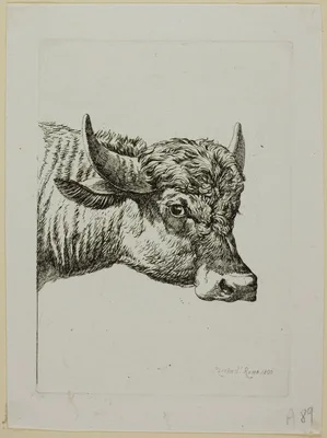 Head of a Buffalo, from Die Zweite Thierfolge — Johann Christian Reinhart
