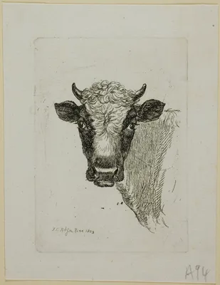 Head of a Young Bull, from Die Zweite Thierfolge — Johann Christian Reinhart