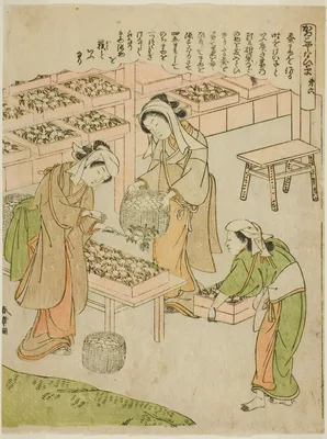 Plate 6 (Examining the Newly Spun Cocoons), from the series "Kaiko Yashinai-gusa" — Katsukawa Shunshō