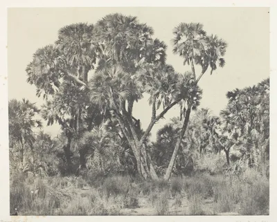 Palmiers Doums, Haute-Egypte, plate 22 from the album "Egypte, Nubie, Palestine et Syrie" (1852) — Maxime Du Camp