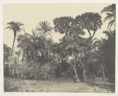 Bois de Dattiers et de Palmiers Doums, Haute-Egypte, plate 23 from the album "Egypte, Nubie, Palestine et Syrie" (1852) — Maxime Du Camp