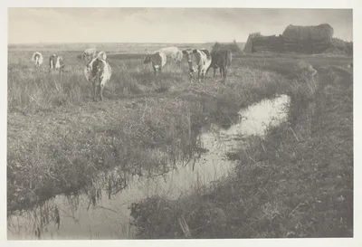 Cattle on the Marshes — Peter Henry Emerson