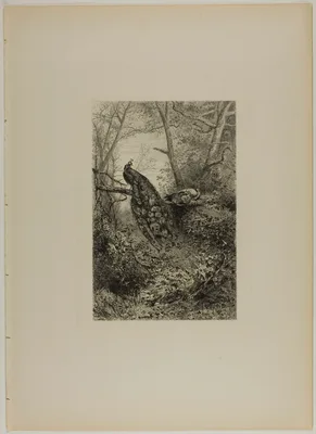 Peacocks on a Bough — Karl Bodmer
