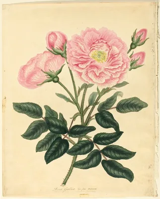 French Rose — Henry Cranke Andrews