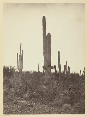 Cereus Giganteus, Arizona — Timothy H. O'Sullivan