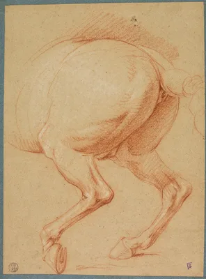 The Hind Legs of a Horse — Charles Le Brun