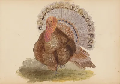 The Madame B Album — Marie-Blanche Hennelle Fournier