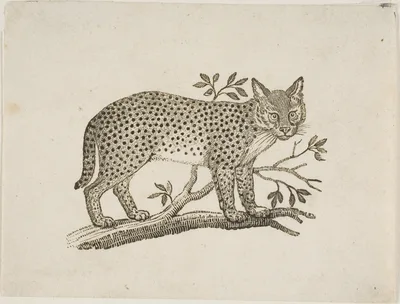 The Serval — Thomas Bewick