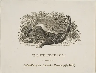 White Throat (Bird) — Thomas Bewick