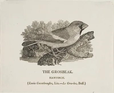 Grosbeak — Thomas Bewick