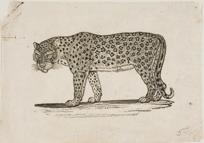 Leopard — Thomas Bewick