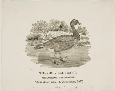 Grey Lag Goose — Thomas Bewick