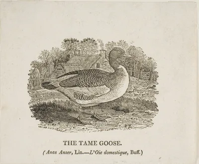 Tame Goose — Thomas Bewick
