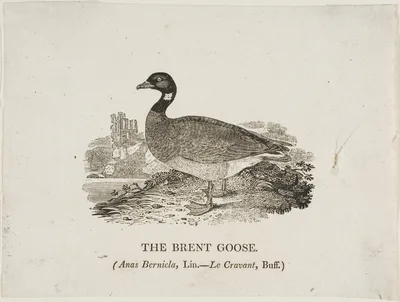 Brent Goose — Thomas Bewick