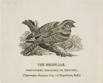 The Night-Jar — Thomas Bewick