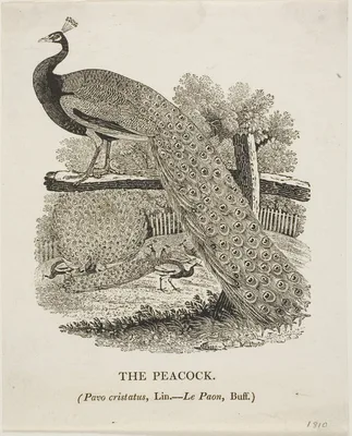 Peacock — Thomas Bewick