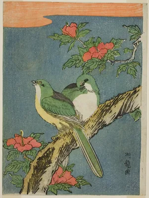 Two Birds on Hibiscus Tree — Isoda Koryūsai