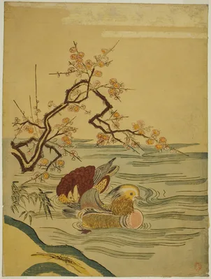 Mandarin Ducks Swimming under Plum Branch — Isoda Koryūsai