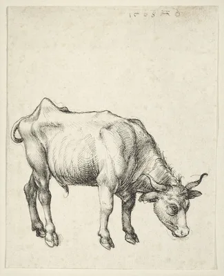 Young Bull — Albrecht Dürer