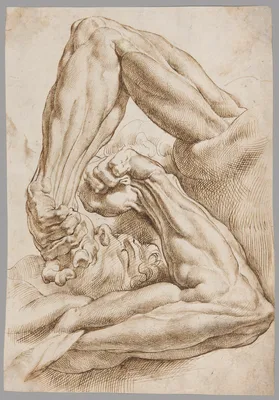 A Sheet of Anatomical Studies — Peter Paul Rubens