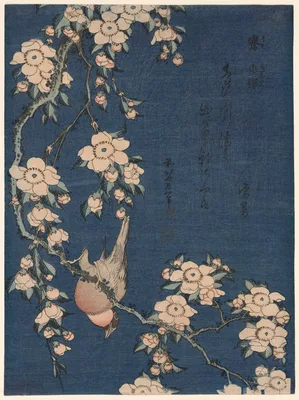 Bullfinch and Weeping Cherry (Uso, shidarezakura), from an untitled series of flowers and birds — Katsushika Hokusai