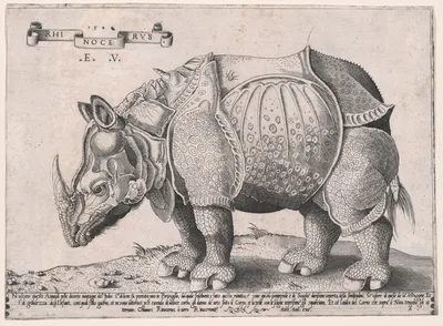 Rhinoceros — Enea Vico