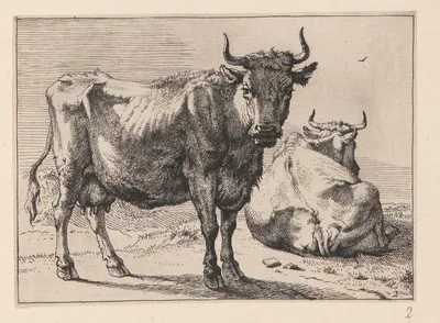 A Cow Standing and Another Lying Down, from Various Oxen and Cows — Paulus Potter