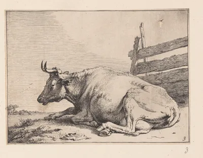 The Cow Lying Down near a Fence, from Various Oxen and Cows — Paulus Potter
