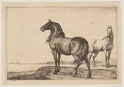 The Cropped Horse, from Series of Horses — Paulus Potter