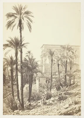 Group of Palms — Francis Frith