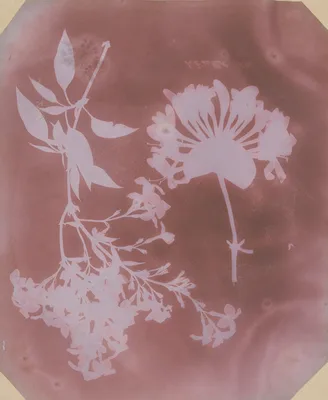 Two Plant Specimens — William Henry Fox Talbot