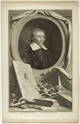 William Harvey, M.D. — Jacobus Houbraken