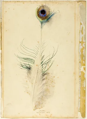 Peacock Feather — John Ruskin