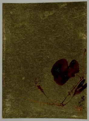 Flower Blossom — Shibata Zeshin