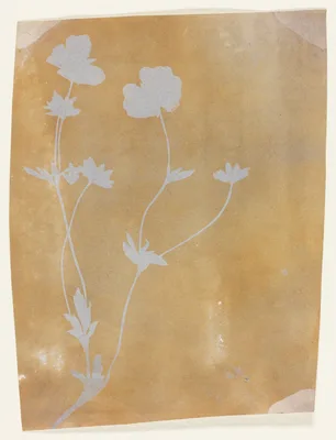 Stem of Leaves and Flowers — William Henry Fox Talbot