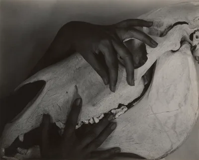Georgia O'Keeffe - Hands and Horse Skull — Alfred Stieglitz