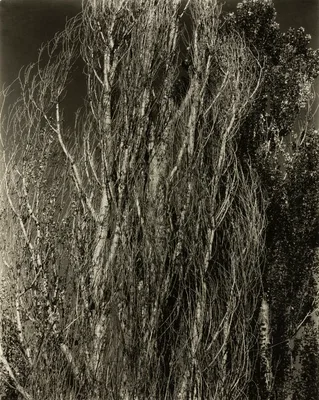 Poplars—Lake George — Alfred Stieglitz