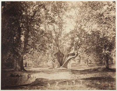 Tree, Forest of Fontainebleau — Gustave Le Gray