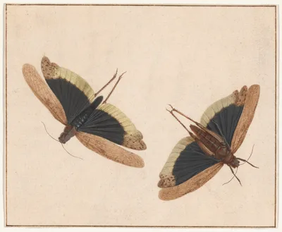 Two Grasshoppers — Herman Henstenburgh
