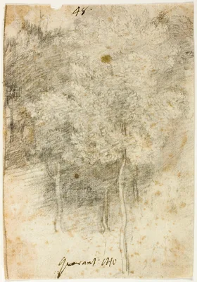 Grove of Trees — Federico Barocci