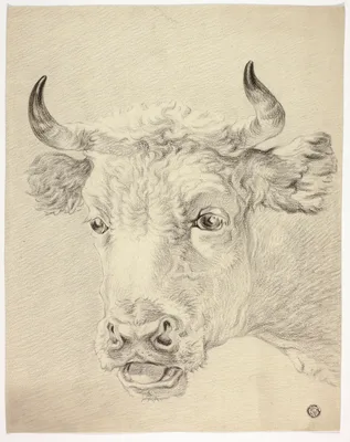 Head of Cow — Paulus Potter
