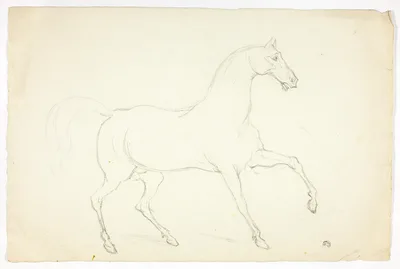 Stallion — Abraham Cooper